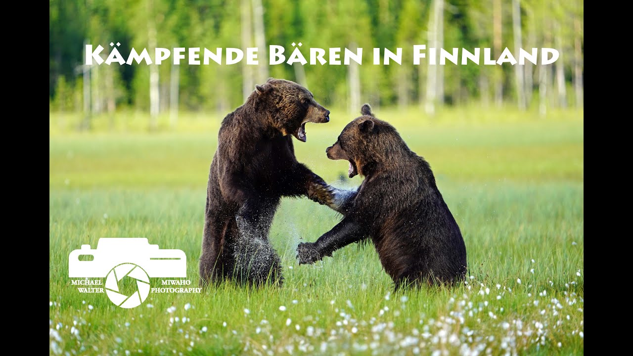 Kämpfende Bären in Finnland, Wildlife, Bär, Braunbär, Naturdoku, Tierdoku, Tierfilm, Finland, Bear