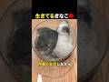 生きてるきなこ餅