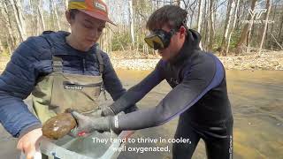 A Southwest Virginia salamander success story