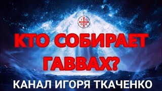 Кто и для чего собирает Гаввах?...