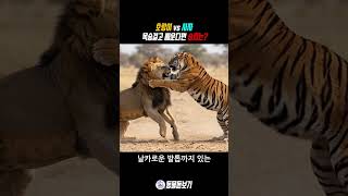 호랑이와 사자 싸움 대결 결과 충격
