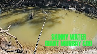 Destroyed In Seconds By A Giant Fish - I Catch Many More Murray Cod