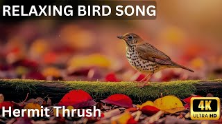 Hermit Thrush Singing in Autumn Forest 🍂 Relaxing Bird Sounds 4K