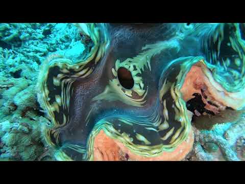 Diving. Maldives - Kuda Giri 2019