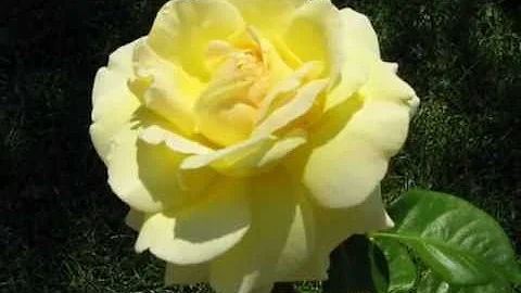 Georges Hamel - Bonsoir Mon Amour.wmv