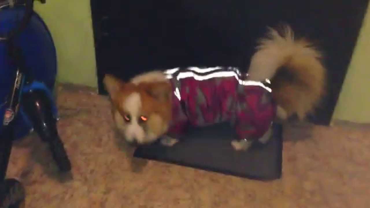 Корги флаффи 9 мес