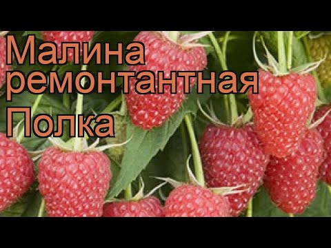 Video: Malina - Rubus Idaeus - Vlastnosti Kultúry A Liečivé Vlastnosti - Malinový Raj - 1