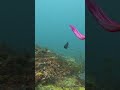 Reef fish radiance.... #oceanlife #marinelife #naturephotography #windfarm #Bunbury