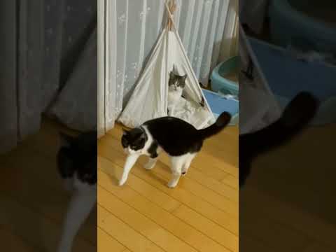 テントに入りたいけど・・・#テント #猫用テント