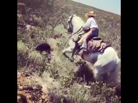 Un caballo muerde a un jabalí y las imágenes se vuelven virales