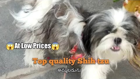 Peekapoo puppies for sale in new england
