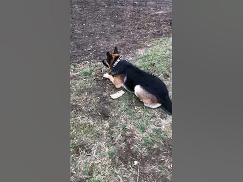 Арчи типо охотится #shorts #арчи - YouTube