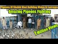 Pigeons Of Shahid Bhai Building Walay ki Larraya| Amazing Pigeons Fighting 1 Million Views