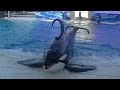 Ulises Training Session with Ken Peters - Dec 5 2015 - SeaWorld San Diego