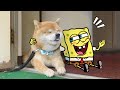 Adorable Moments of Puppies -  Spongebob in Real Life! Funniest Cats And Dogs Videos