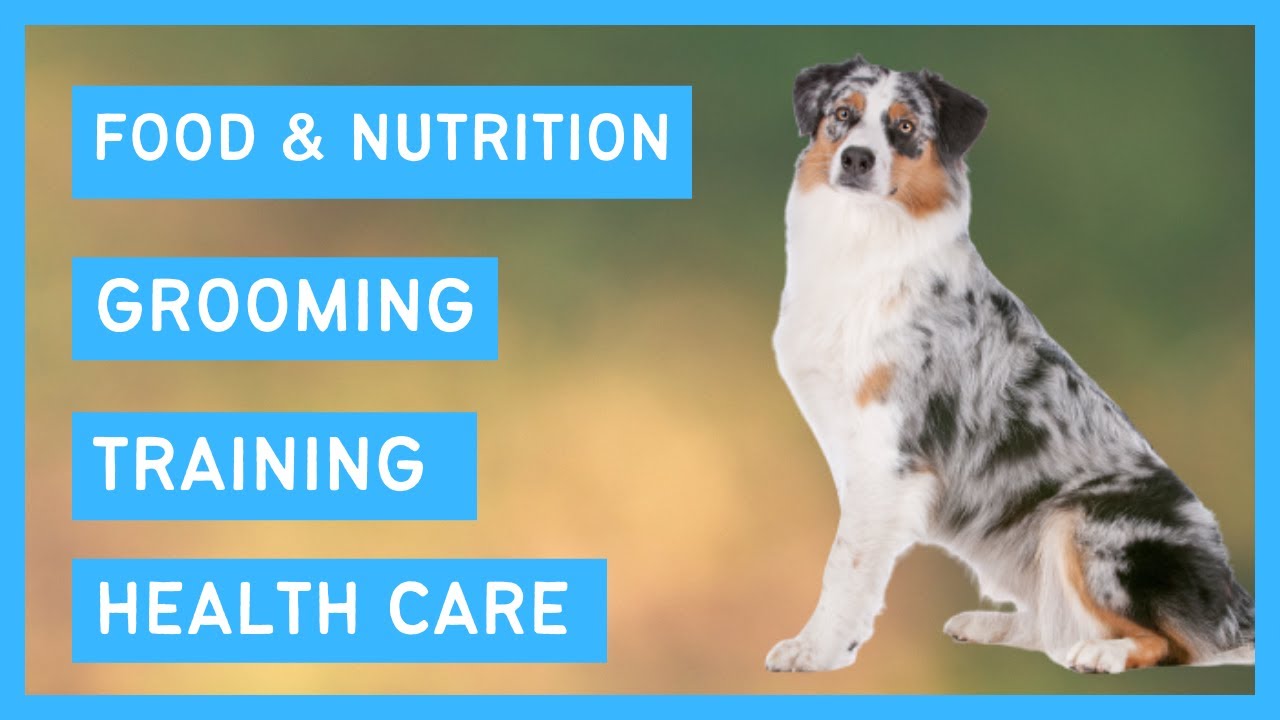 Australian Shepherd 101 - Feeding, Grooming, Training And Health Care Of An Australian Shepherd