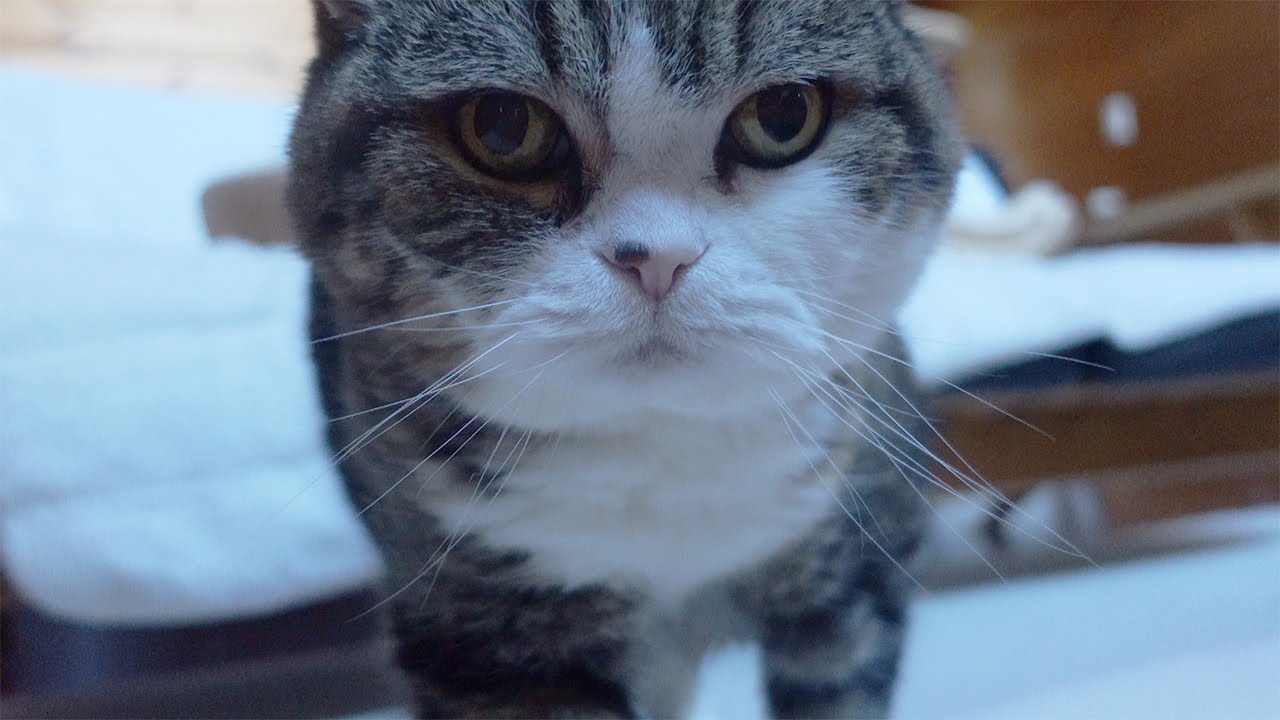 まるさんの朝は早い。Maru is a very early riser. - YouTube