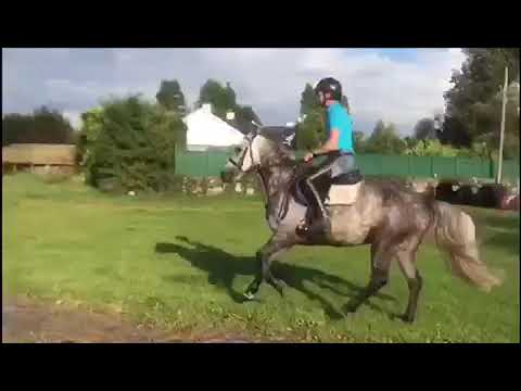 Diamond Renvyle Diamonds Equine Renvyle - Killiney King - YouTube
