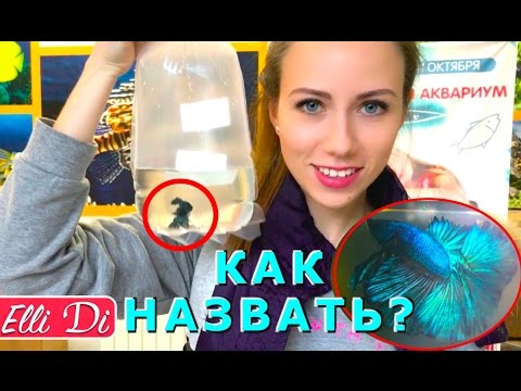 ПЕРВЫЙ ДЕНЬ РЫБКИ В ДОМЕ АКВАРИУМ ЗАПУСК РЕАКЦИЯ СОБАКИ | Elli Di Pets