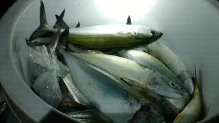 Full Kembung Hijau dan Cakalang...  Hasil panen Pukat Terapung