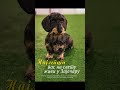 MOJ LJUBIMAC – novi dodatak svakog meseca u Politici. Izlazi u utorak 29. jula #pets #cat #dog #life