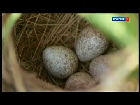 Видео: Маленькие и многофункциональные апартаменты, в которых даже есть место для питомца