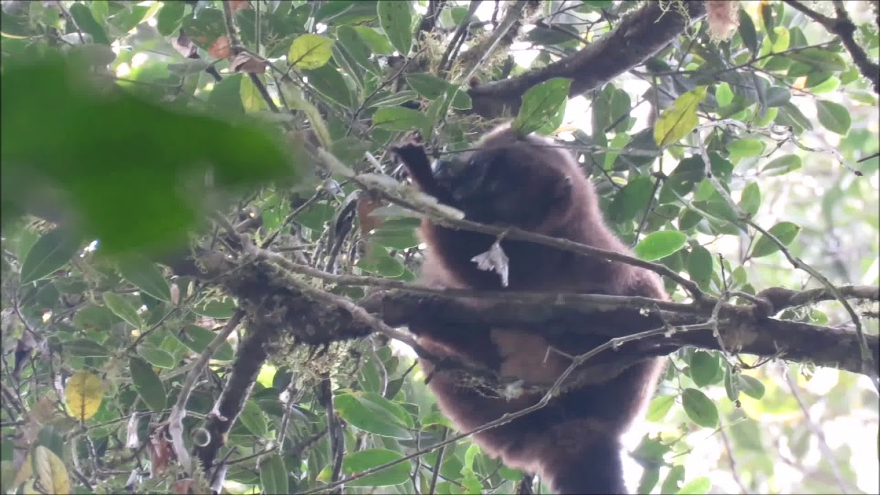 Fruit scent as an evolved signal to primate seed dispersal