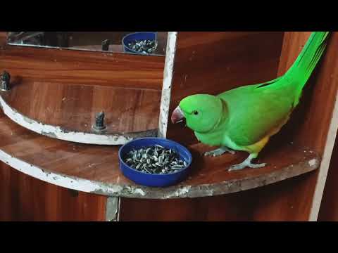 Mitthu aur mummy ki Masti 🦜💚💚🌿