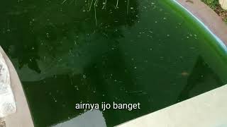 Cara Membuat Tabung UV yg murah , Untuk Menjernih kan air kolam koi !!!!