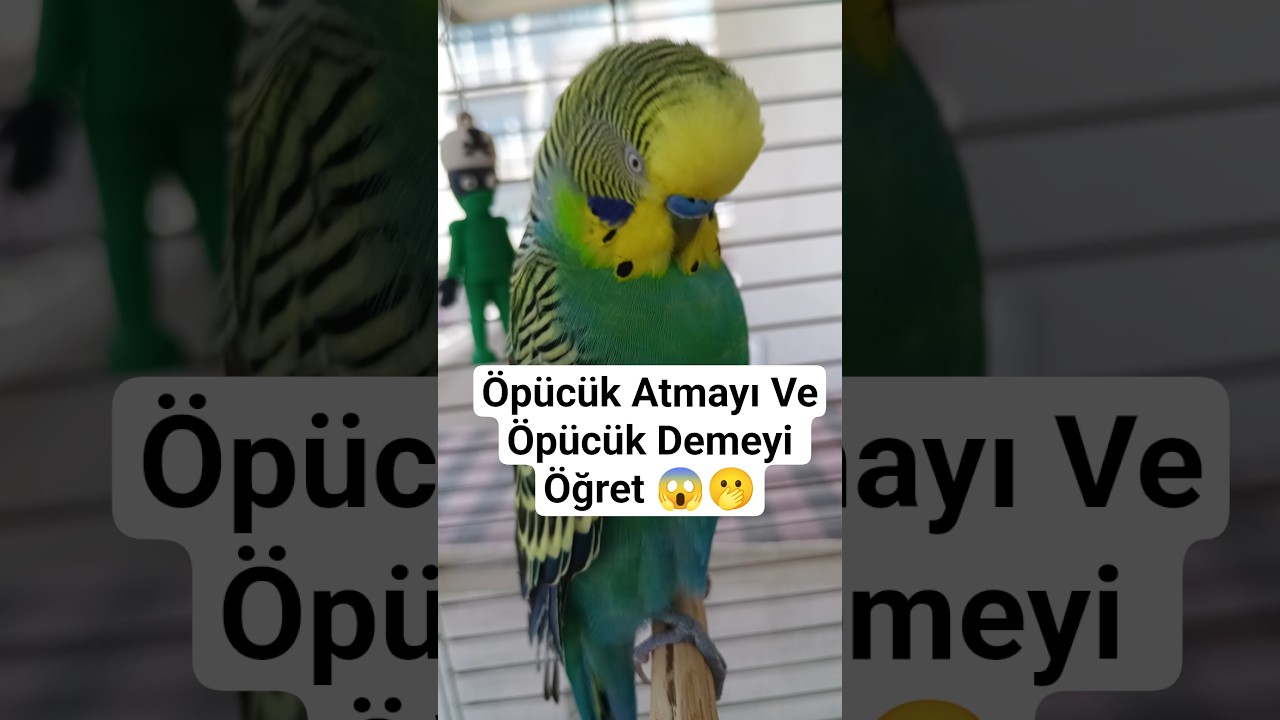 Kuşunu Konuştur #muhabbetkuşu #konuşankuş #konuşanmuhabbetkuşu #konuşanhayvanlar #birds #budgies