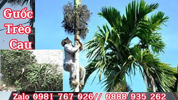 Guốc trèo cau không tốn sức / Dép trèo cau / Dụng cụ trèo cau giá rẻ