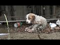 Abandoned puppy in terrible condition crying for help