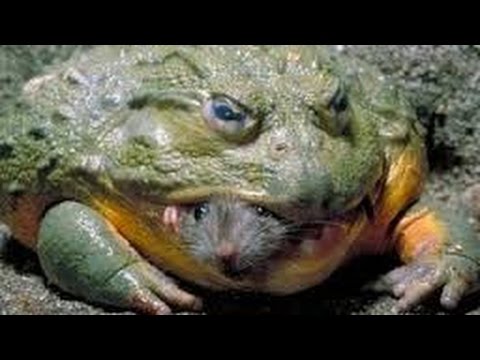 Bullfrog Eats Mouse - Slow Motion