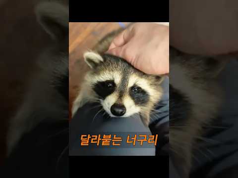 한 여성이 작은 너구리에게 뒤를 밟혀 집까지 가게 되었습니다. #동물 #animals thumbnail