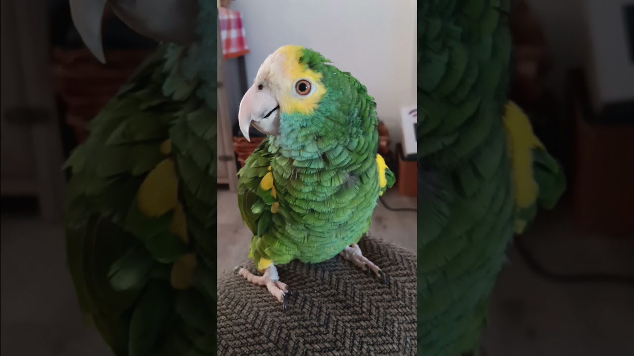 Yoshi for President Go vote.