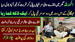 Poultry farming in pakistan 2024 | Golden misri farming in pakistan | Hen farming in pakistan