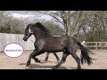 Friesian horse on the lunge and work in hand
