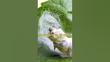 How silk is made from Silk worm Cocoons | Animal facts | Silk worm
