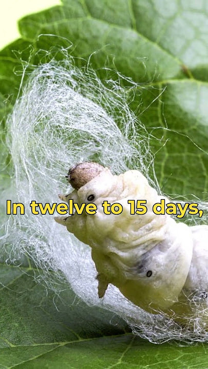 How silk is made from Silk worm Cocoons | Animal facts | Silk worm