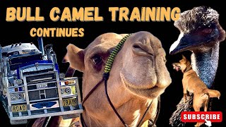 Bull camel training continues
