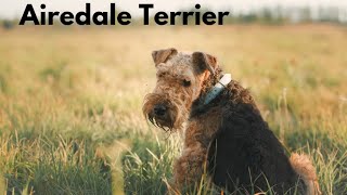 5 Facts About Airedale Terriers by Daily Life With Dogs 5 views 8 months ago 55 seconds