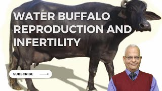 Secrets About Female Water Buffalo Reproduction Revealed!