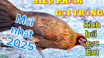 Tiếng gà mái rừng mồi gọi trống chuẩn mới nhất 2025