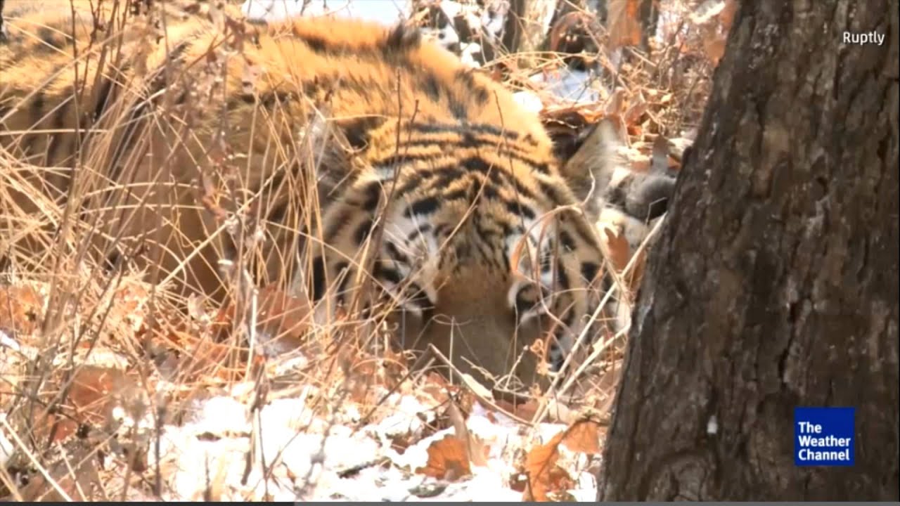 Tiger Befriends Goat It Was Given to Eat (Russia)