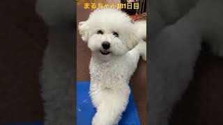 まるちゃんご機嫌です。#かわいい犬 #おもしろ動画犬 #ビション｜まるちゃんねる