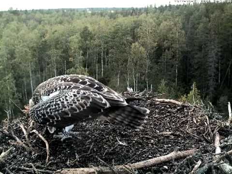 eesti energia Eagle call (Pandion haliaetus) & fish delivery