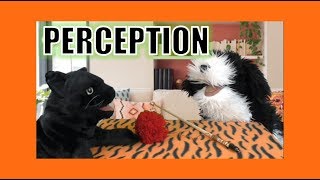 Perception: George the Self Esteem Cat
George is so happy because he found a lovely pompom to play with! And DOG is very happy because he found a wonderful stick to chase. Neither knows that those two things are tied together for one pompom on a stick, so they both think they are the only ones who are right. Quite often, our perceptions of things are limited to a small amount of information, and that information may not tell the whole story, so remember to keep in mind that everything you think you know about something may not be everything there is to know.
Remember: Be like cat. Be good to self.
George the Self Esteem Cat is a family-friendly sketch comedy puppet show about a cat and a dog who teach lessons in good self-esteem. We upload a new episode every Sunday, so why not subscribe and keep up with all of Georges adventures?
Subscribe! https://www.youtube.com/subscription_center?add_user=xingcat
Facebook: https://www.facebook.com/xingcatadmin
Twitter: https://twitter.com/xingcat
Instagram: https://www.instagram.com/xingcat/
Georges Twitter: https://twitter.com/GeorgeGood2Self
Sullivans Facebook Page: https://www.facebook.com/sullivanspaniel/
For business inquiries, contact Patrick at xingcat@gmail.com Perception: George the Self Esteem Cat