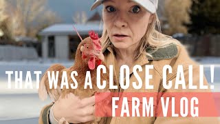 Our chickens almost got eaten! March blizzard farm prep and a coop tour! by Regenerative Gardening with Blossom & Branch Farm 9,118 views 2 months ago 13 minutes, 3 seconds