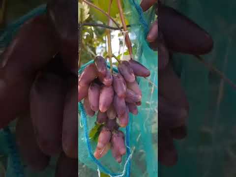 МАЛЬВА РОСА видео от селекционера Карпушева Андрея