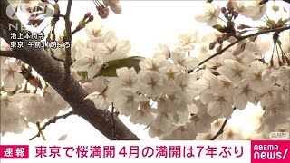 【速報】東京で桜満開　満開が4月になるのは2017年以来7年ぶり　気象庁(2024年4月4日)